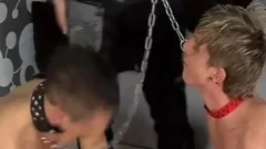 that's nice Puppies