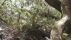 10-Pounder engulf Woods - Factory clip