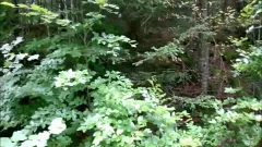 My agonorgasmos In The English Forest