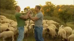Dois Pastores De Ovelhas Sedentos Por Sexo