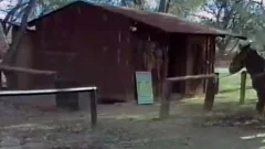 Saddle Tramp - Scene 2 - Spurs movie scene