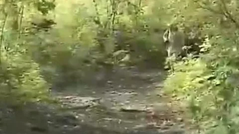 attractive gay friends pound In Forest