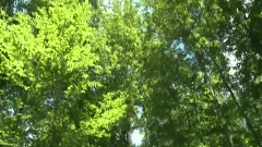 Muscled bear gets slamming hard in HD
