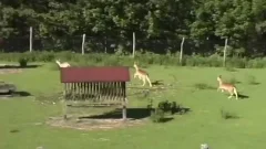 gay Porn Down twinks plow On Tthis dude Farm
