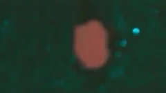 filthy Latino Bloke Caping 3 cocks At The Same Time