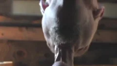 cumsucking Compilation 2