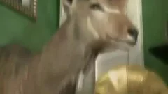 Athletic anal fucked on Halloween