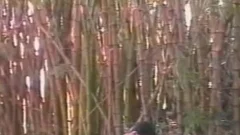 Outdoor bunch sex