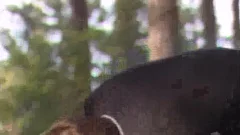 young Have Sex