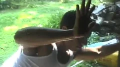 Darwin strokes It outdoors