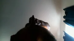 Xannnnnnn Jerking On recent Suede bed