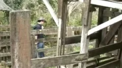 wild Cowboys Have Barnyard butthole Session