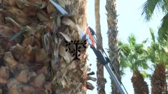 Arborist 1
