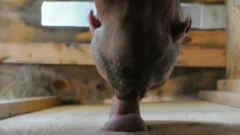 Finds irresistible raw sex