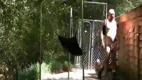 pretty Bald Bear plowed