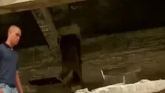 cock Chase 5