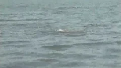 Lifeguard