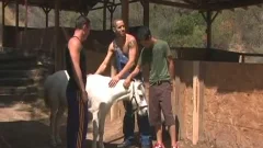 Farmer Sex
