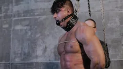 The Taming Of A stud-horse
