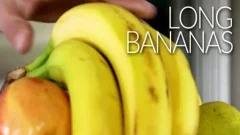 long Bananas â€“ Spencer Laval & Laith Inkley Flip bang raw