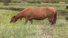 Latino guys raw sexy gay booty in a ranch