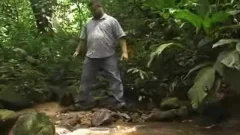 Brasilian Bears, Ursos brasileiros II