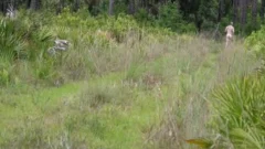 in nature's garb And Unafraid - stripped chap National Park Pt1