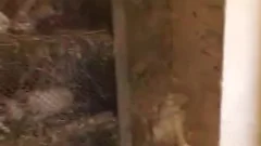 Muscle blond men nail in the Farm