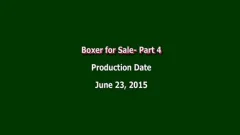 Boxer For Sale Part 4