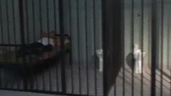 guy betwixt Bars
