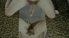vgtb vid 006