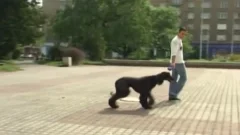 Dogs lad Sex new Public Park Friendship Porn clip