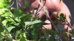 Clint Taylor Barbacks humongous Bear