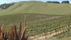 Vineyard fuck