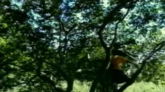 Blowjob cum outdoors