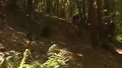 gay Bear couple Making Out In Forest