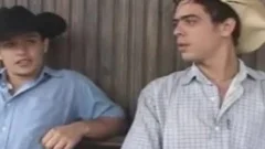 Brazilian charming Cowmans