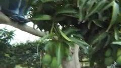 Very hawt twink bareback fucking in the ass sex scene