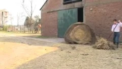 rough riding vaceros enjoy slamming outdoors