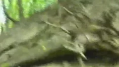Tales Of The Forest - Scene 4