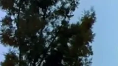 The Light From The Second Story Window (1973) Part 7