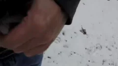 yellow snow