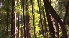 man Forest Fuckers