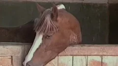 arse bang Of Alex Junior, weenierigo Ferraro, Luiz Hanson And Igo