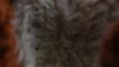 Puppy acquires banged By Fursuit With  fake penis