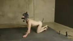 Puppy Training