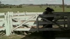 homosexual Cowmans In Brokeback plow And suck