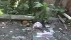 BRAZIL BANANAS 1 SCENE 2