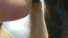 pretty pound - ?