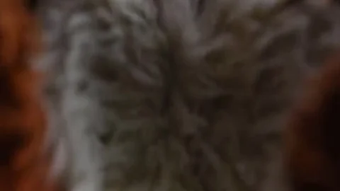 Puppy acquires banged By Fursuit With  fake penis